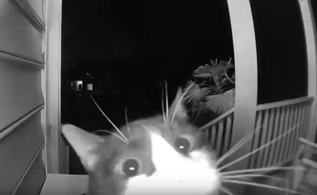 Gato toca timbre de la puerta de su casa y video se hace viral