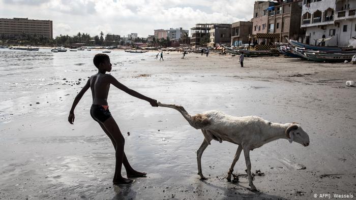 A boy in Senegal pulls the leg of a sheep