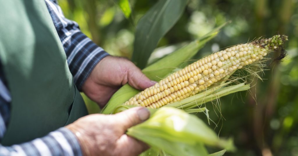 The United States is negotiating a Mexican plan to ban GM corn