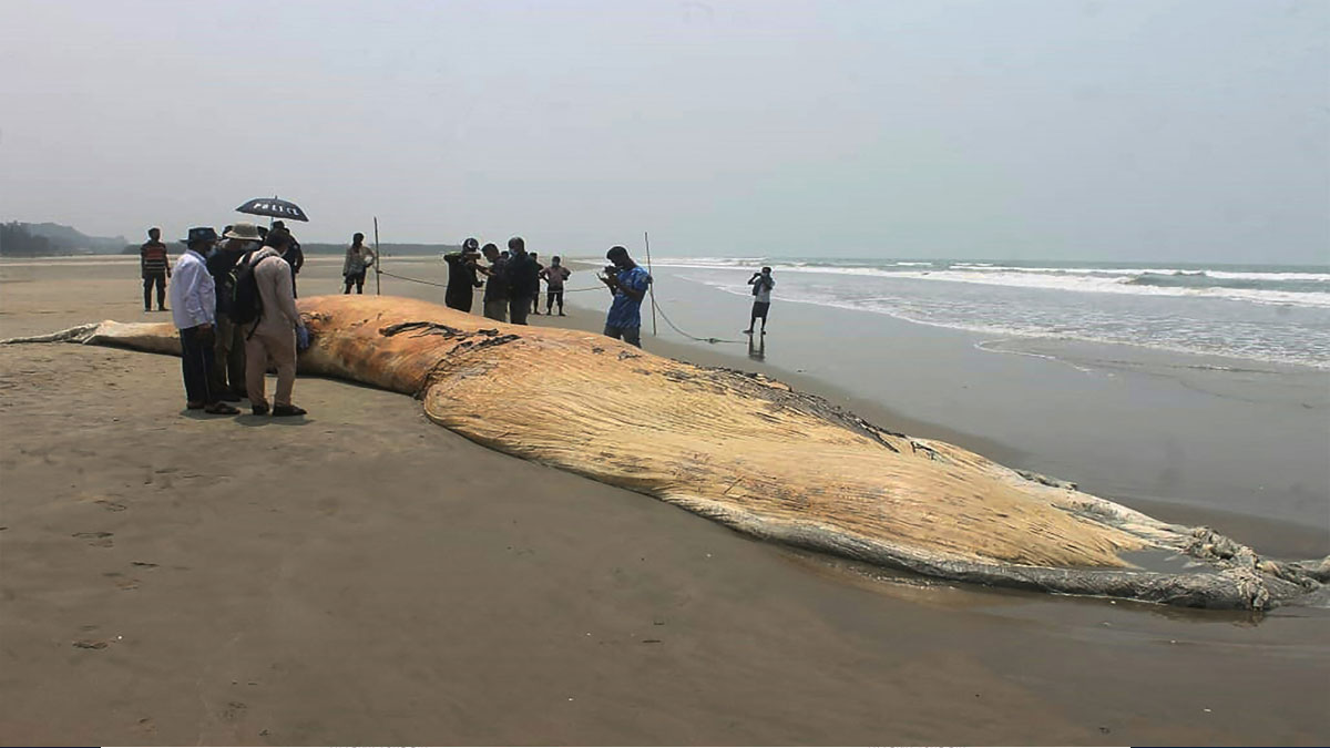Bangladesh: Huge whale carcass found on shore