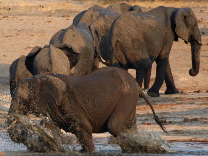 A hunter who is crushed by a herd of elephants dies as it attempts to flee