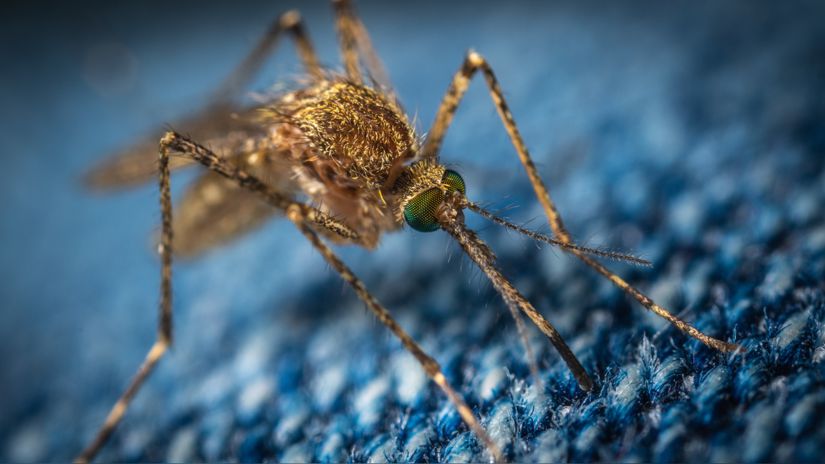Dengue fever and Zika  The first genetically modified mosquitoes are released in Florida to fight disease