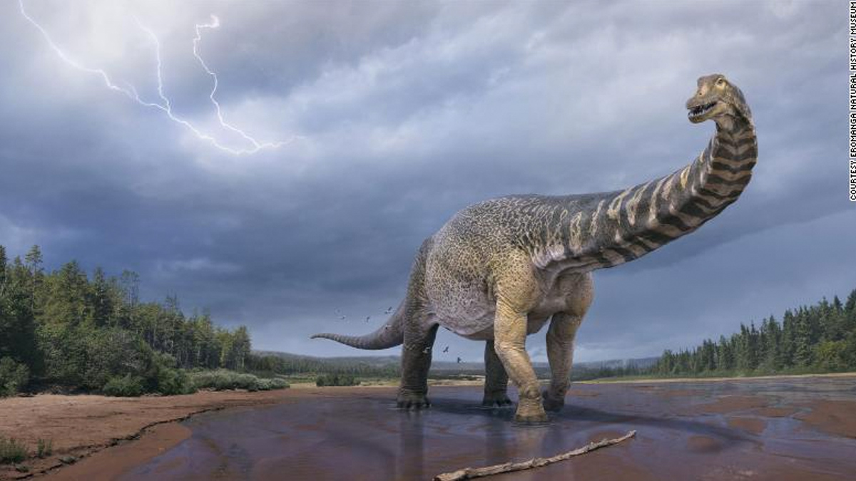 Discover Australia's largest dinosaur species, as measured by this measure