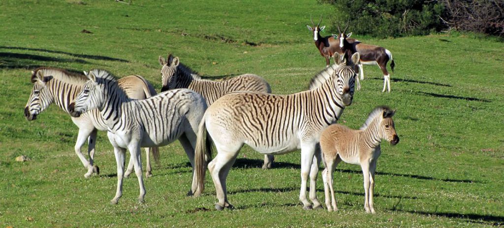 Quagga, the half-zebra that became extinct by poaching and science came back to life