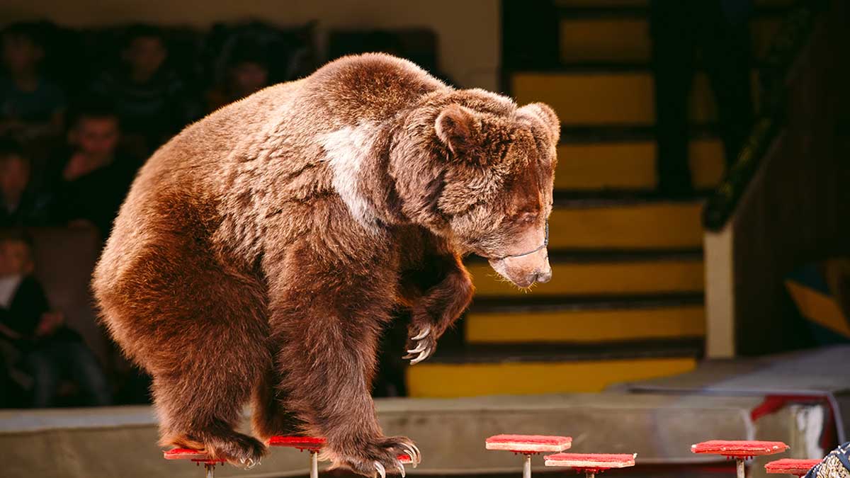In Russia, a circus bear attacks its trainer during a show