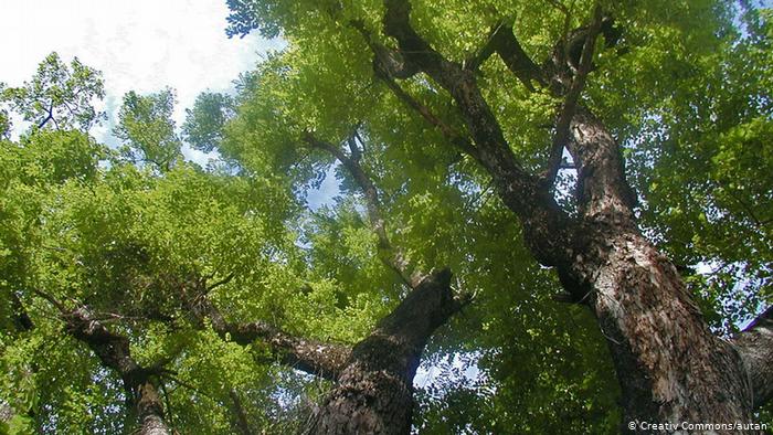 Rosenholzbaum Rosenholz Birma Pterocarpus macrocarpus (Creative Commons/autan)