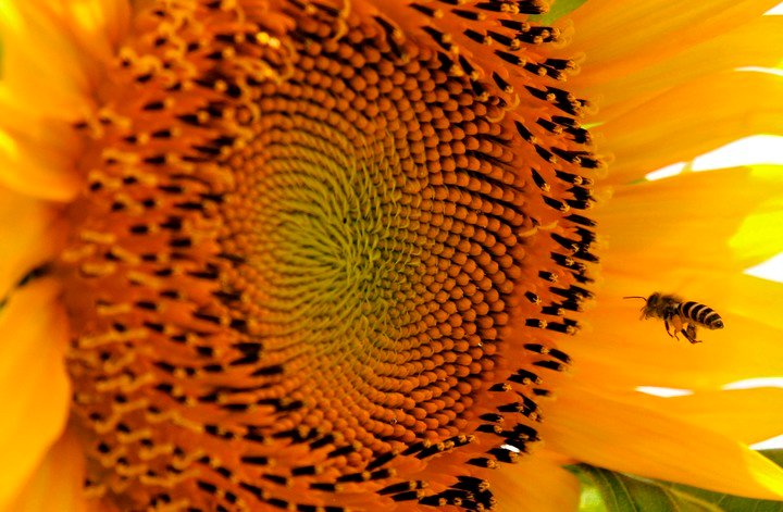 A bee approaches a sunflower (EFE).