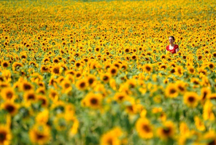 Sunflowers move to follow the sun in the sky (DPA).