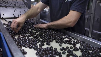 A worker examines black table olives for packing in a file photo.