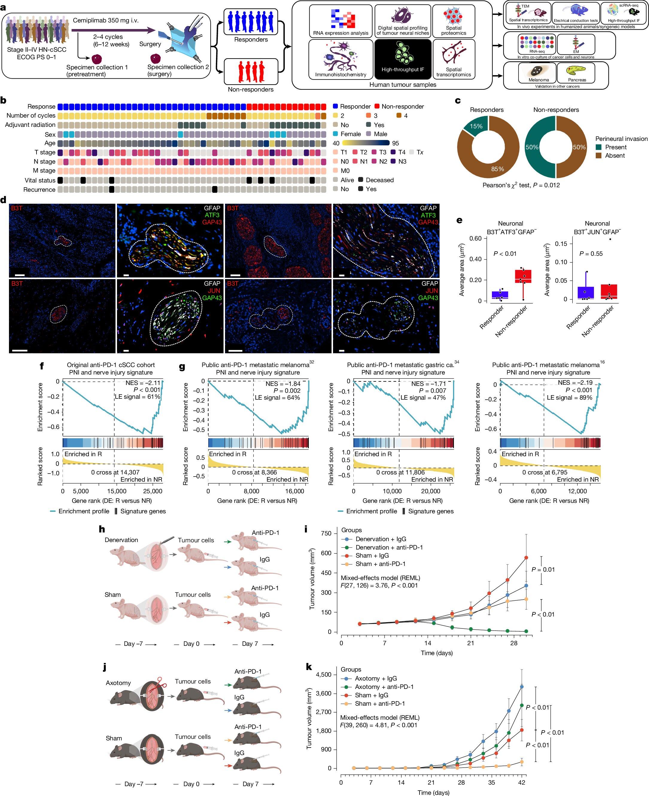 Cancer -related nerve damage can cause chronic inflammation and immunotherapy re...