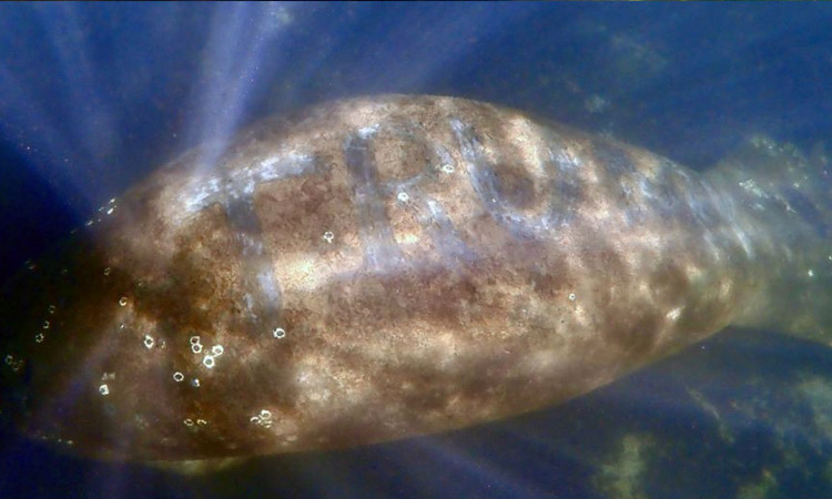 For a manatee with the word "Trump" on the skin, an investigation was opened