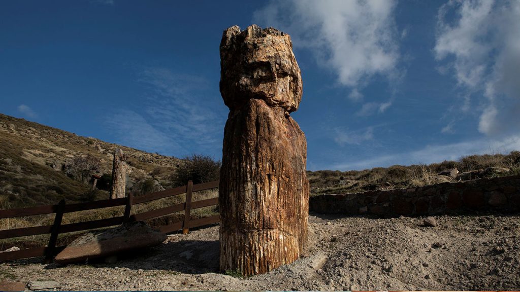 A fossilized tree 20 million years old has been found in Greece