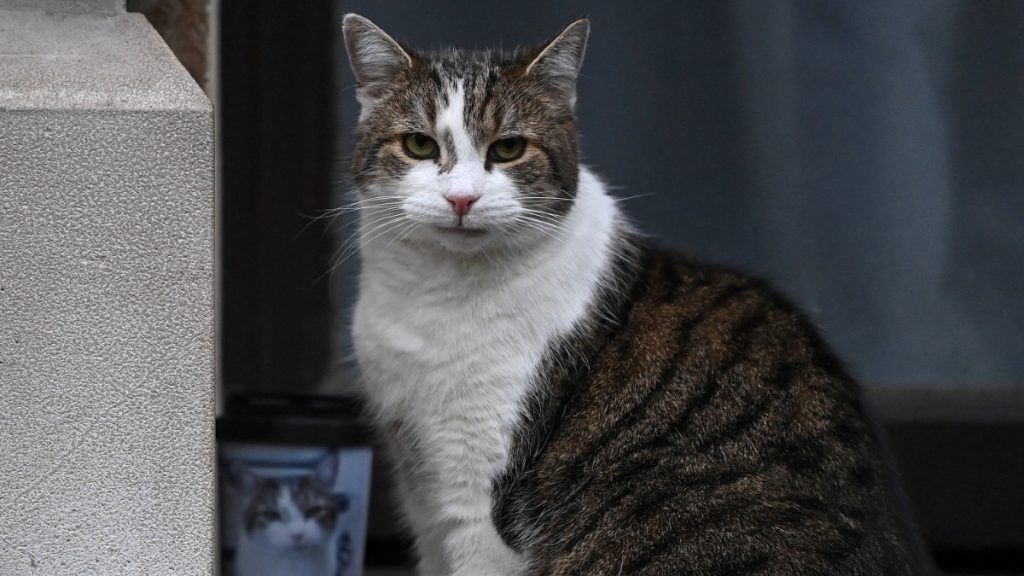 Larry the Cat celebrates 10 years of catching mice in the UK