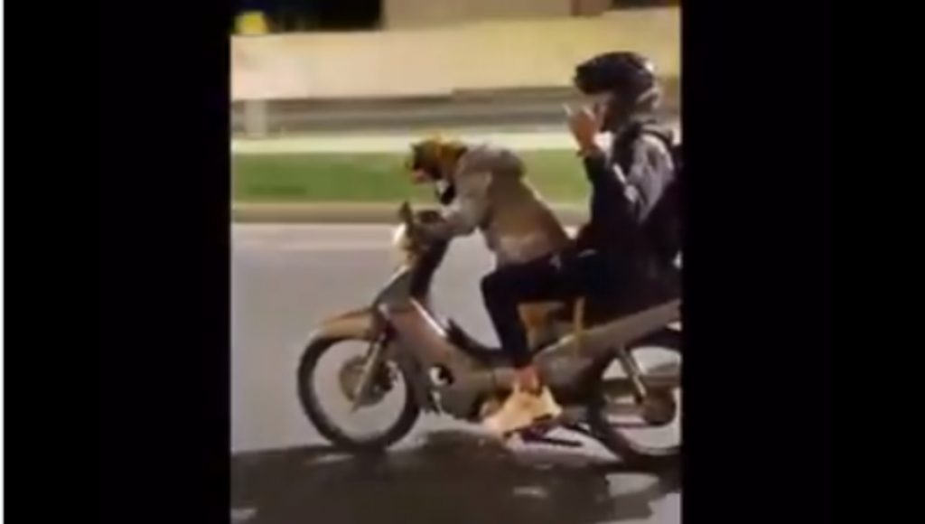 Dog hit to ride a motorbike on Colombian streets