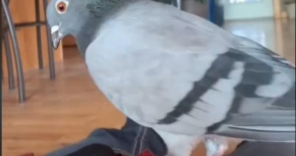 Video: A woman faints in front of her six-month-old pigeon Archie;  Your reaction becomes viral