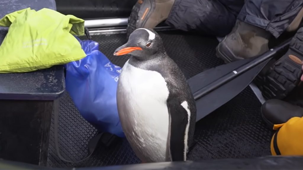 The penguin jumps off a tourist boat to avoid being eaten