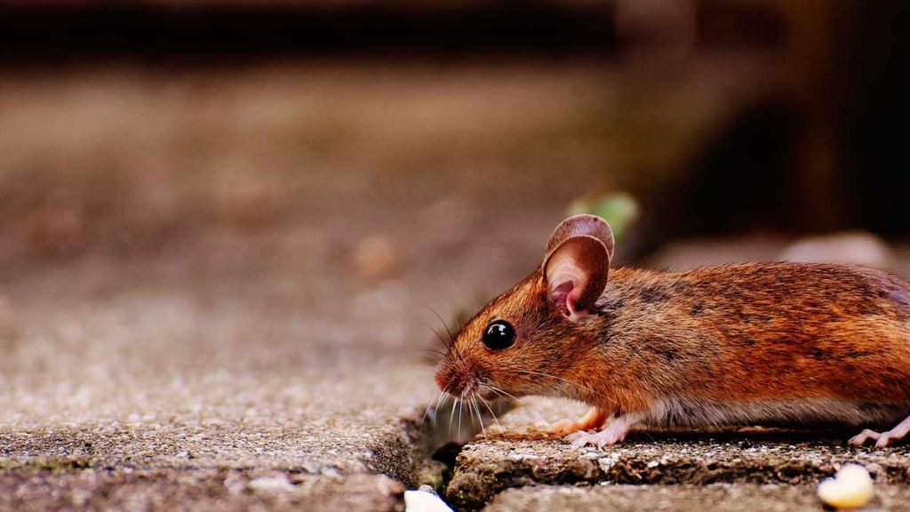 Video: Massive rat plague wreaks havoc in Australia