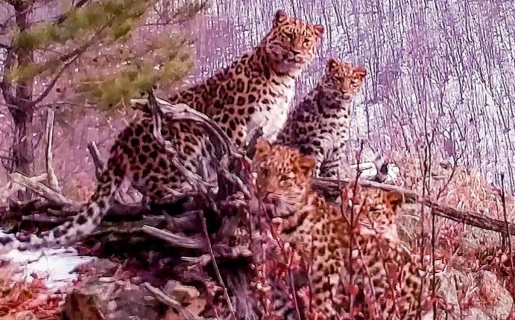 Russia.  They catch a tiger Amur with its youth (video)