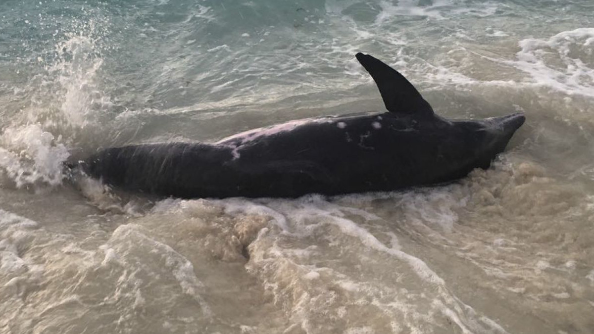 About 60 dolphins have been found dead on Ghanaian beaches
