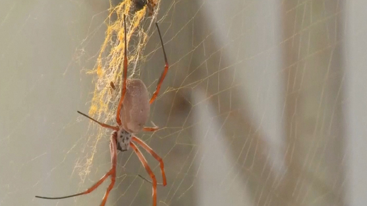 Music made by spiders, experts recreate the sound of cobwebs