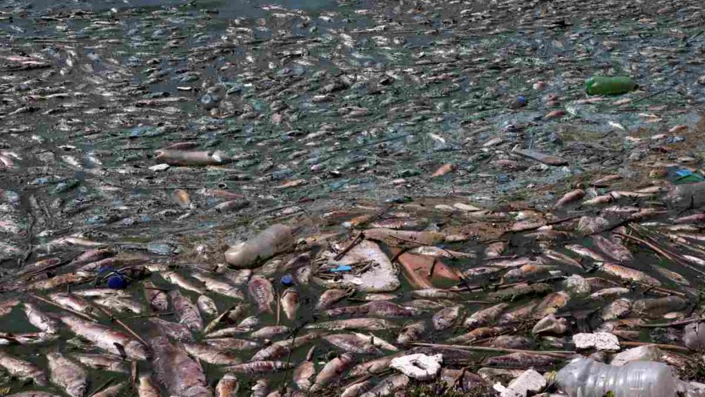 In Lebanon, they found 40 tons of fish died due to polluted water - Uno TV