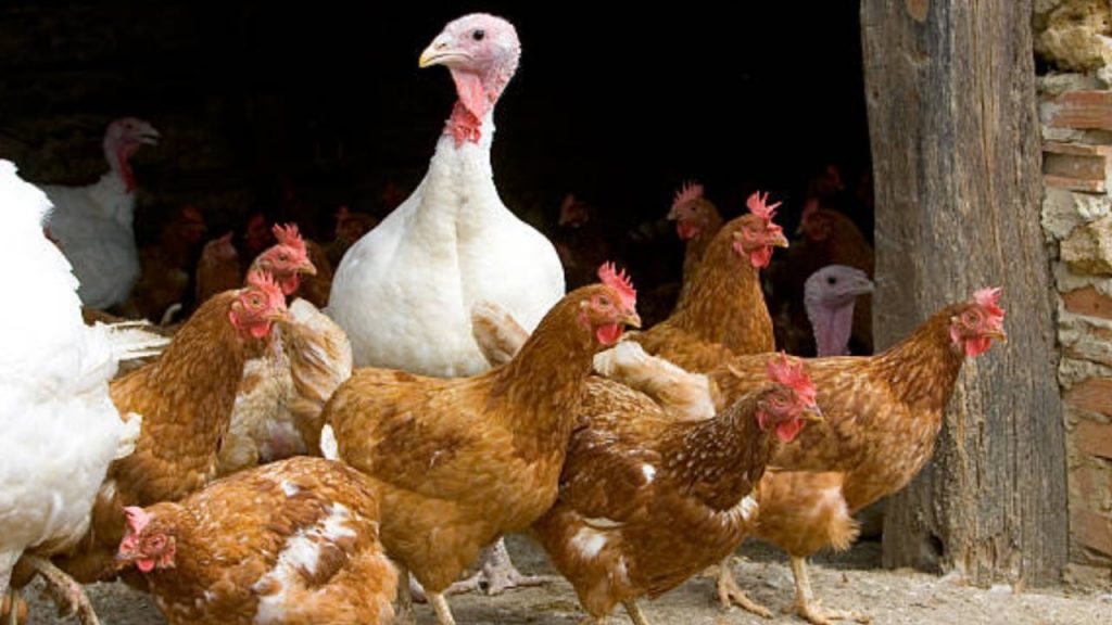 China reports the world's first case of H10N3 bird flu virus