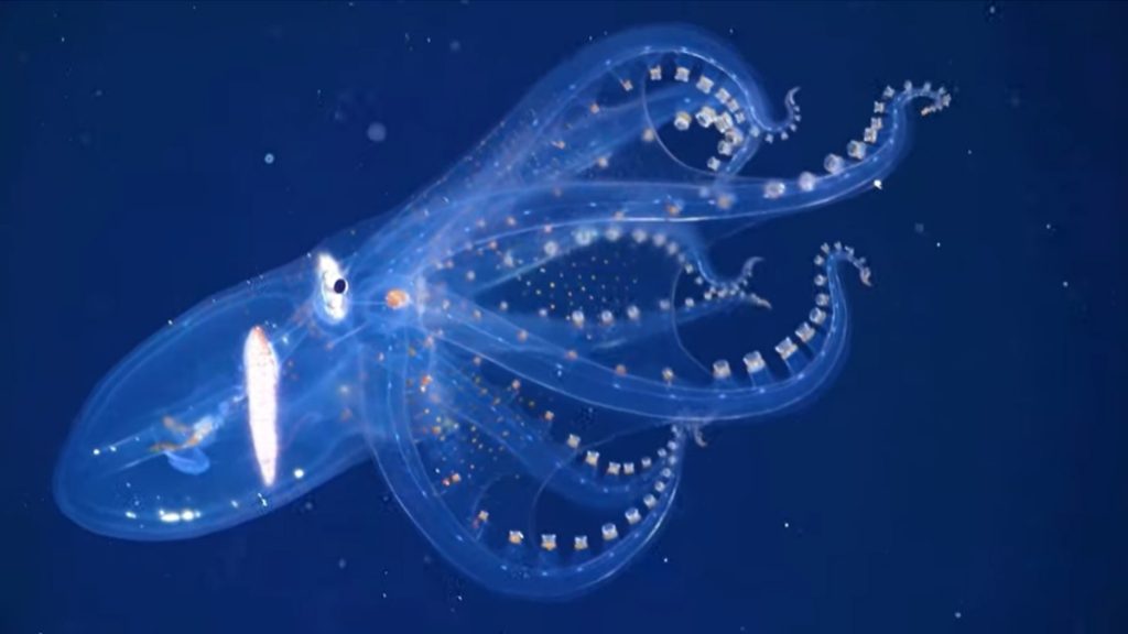 The glass-like octopus was captured on video