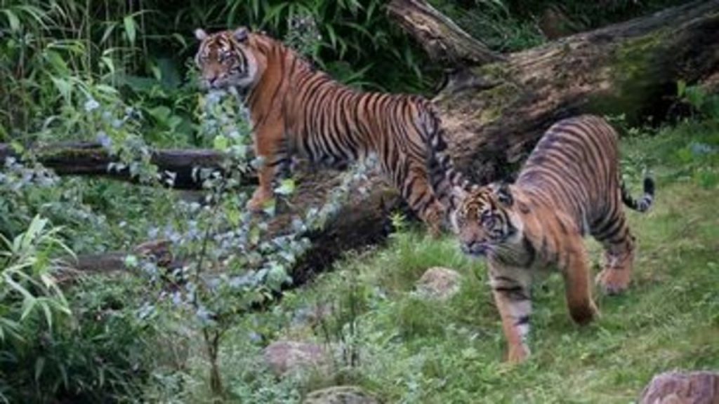 Dos tigres de Sumatra se contagian de COVID-19 en zoológico de Indonesia; autoridades investigan