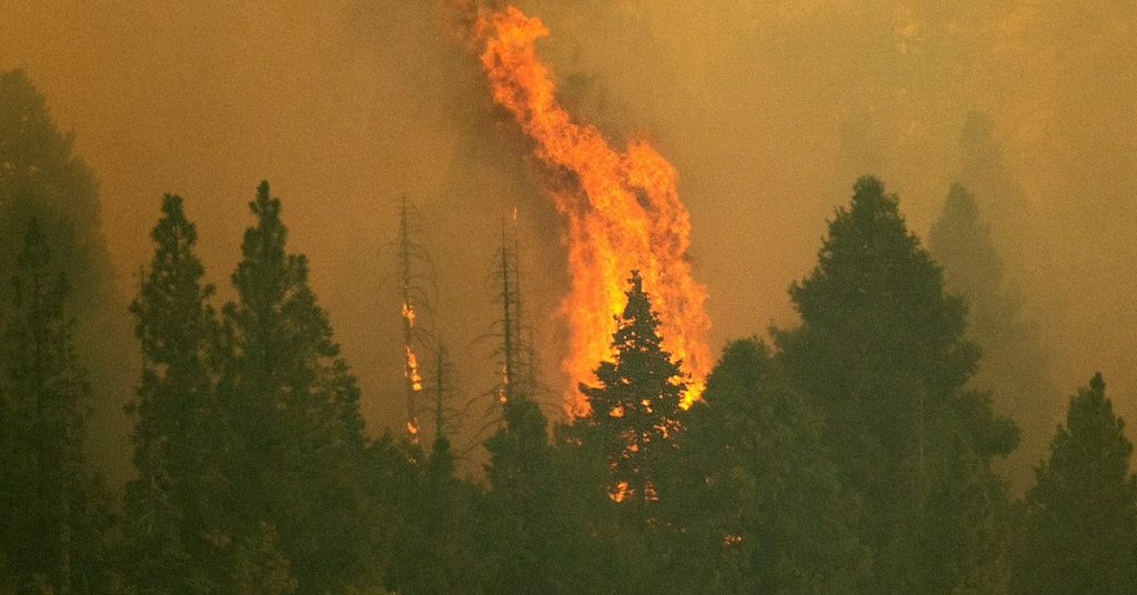 California wildfires: The world's largest tree has been wrapped in a blanket to protect it from the fire