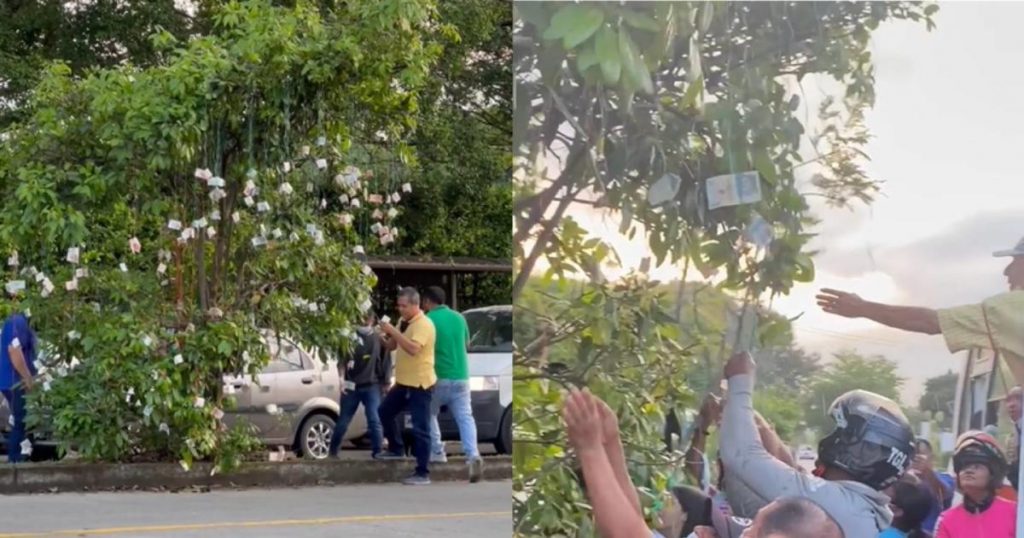 The mysterious money tree that appeared in the city and caused a huge commotion