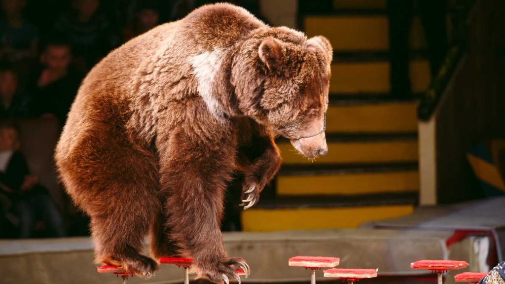 In Russia, a bear attacks a woman during a circus performance- Uno TV