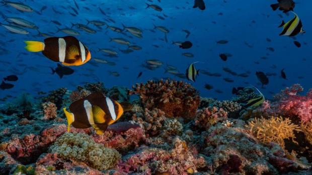 If temperatures continue to rise, nearly all of the coral reefs in the warmer waters could disappear.  (Getty Images)