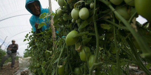 Mexico is monitoring the ban on fresh tomatoes in the United States