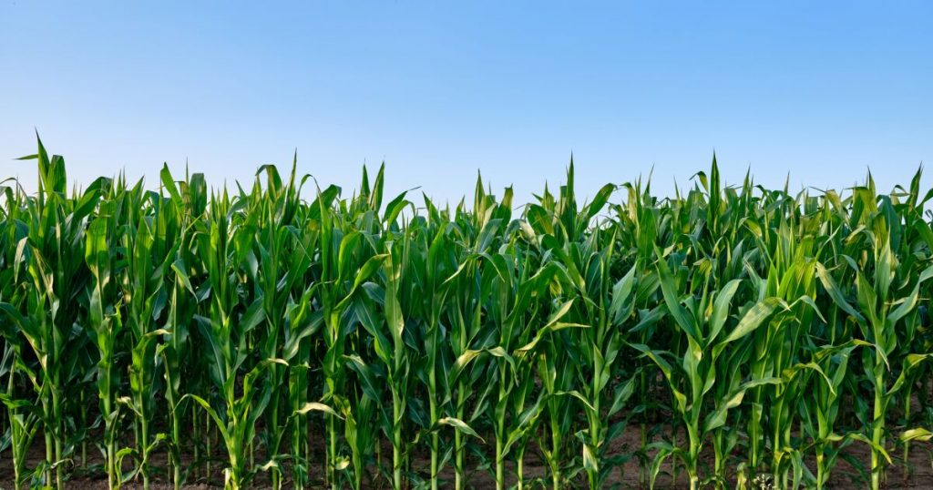 Mexico refuses to allow genetically modified corn