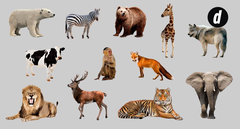Logical puzzle | Find the animal that does not belong to the group: 99% fail