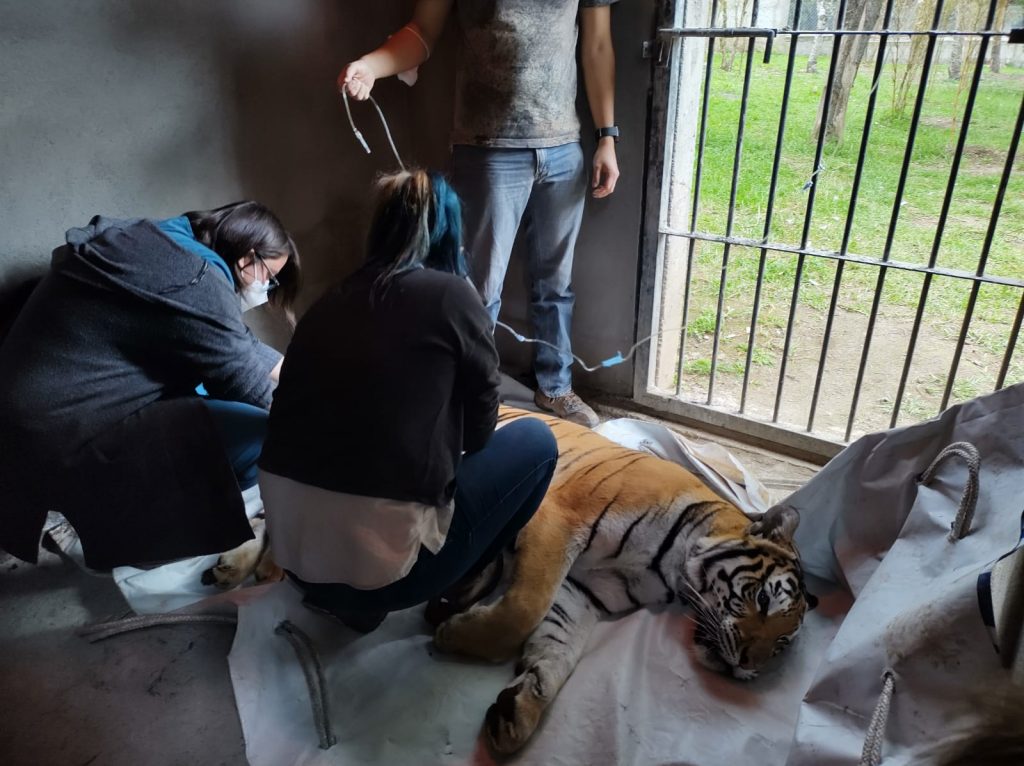 Bengal tigers have a new, spacious space after spending five years in a cramped cage in Xela - Prensa Libre