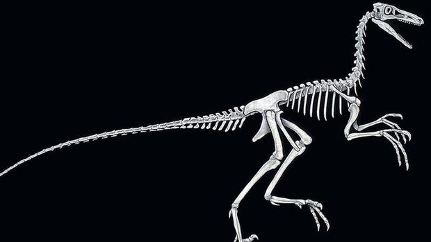 Small carnivorous dinosaurs like Troodon are believed to be highly intelligent.