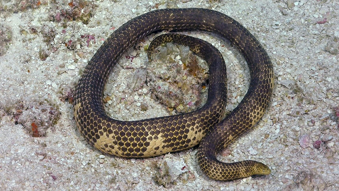 Poisonous sea snake reappears in Australia, considered extinct for more than 20 years