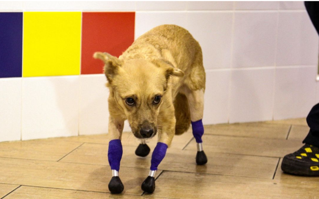 A battered stray dog ​​receives a prosthetic limb in Russia;  Historic surgical intervention |  Video