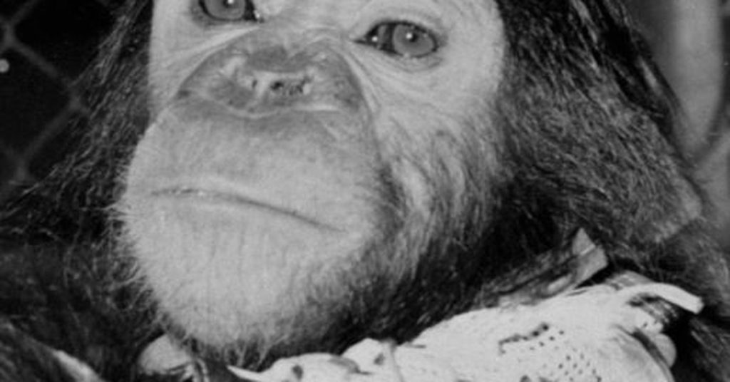 Sciences.  - 60 years since the flight of Enos, the first tropical chimpanzee