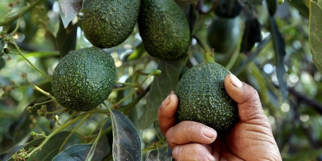 Hass avocados may be exported from Jalisco to the United States